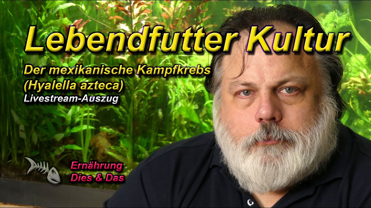 LEBENDFUTTER KULTUR - Heute: Der MEXIKANISCHE KAMPFKREBS (Hyalella azteca)
