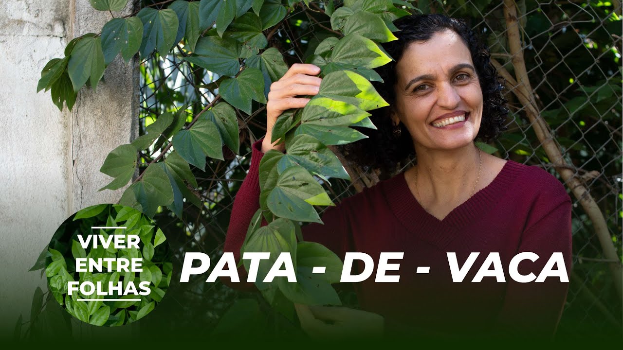 Saiba Como Consumir o Chá de Pata de Vaca - Viver Entre Folhas (4ª Temporada)