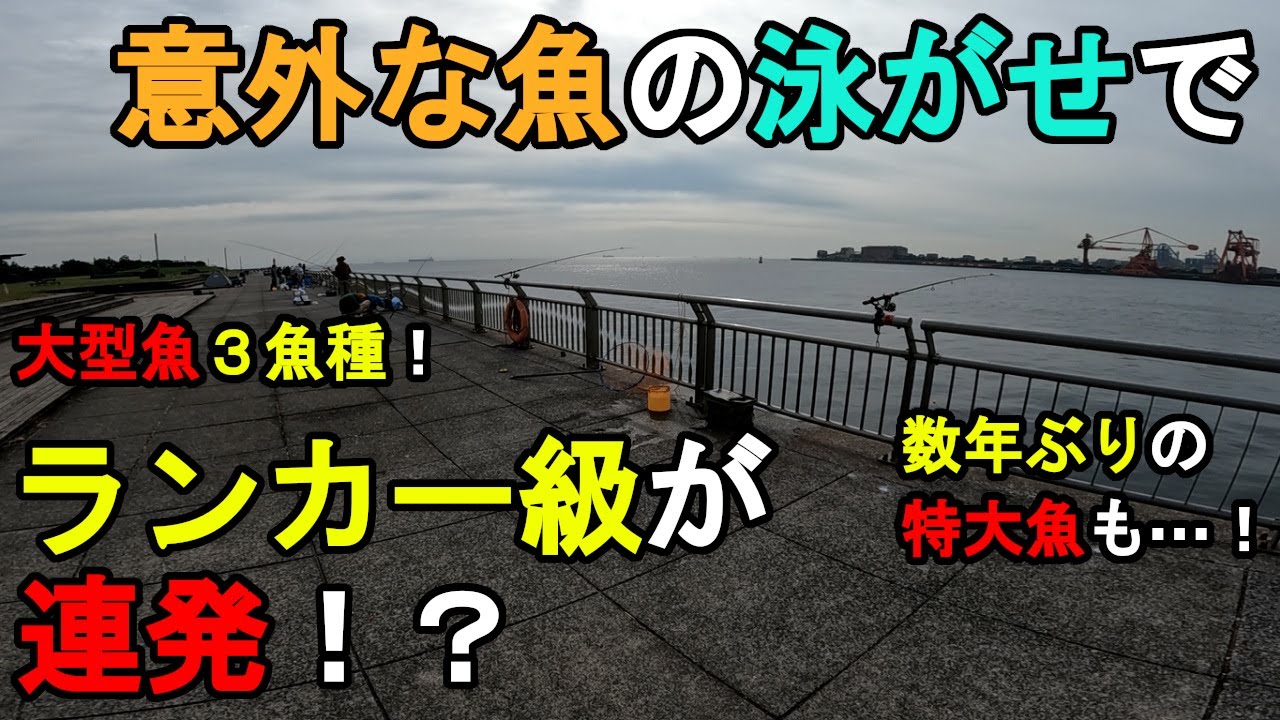 【神奈川県某所】意外な魚の泳がせでランカーサイズが連発！？秋の海釣りハイシーズン期間に、関東地方の東京湾側の釣り場で釣りしてみたら、数年ぶりの特大魚と、想定外の怪物級が…！【2024年11月上旬】