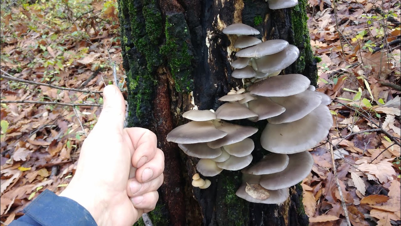 Bukovače i Martinčice, najslađe Novembarske gljive!