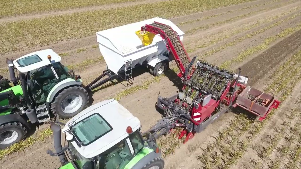 2022 Garlic Harvest