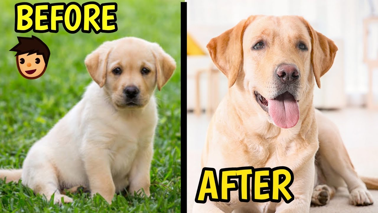 20 DOGS BEFORE AND AFTER GROWING UP / Dogs before and after