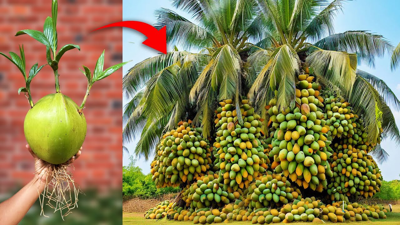 New idea of grafting coconut tree from coconut fruit