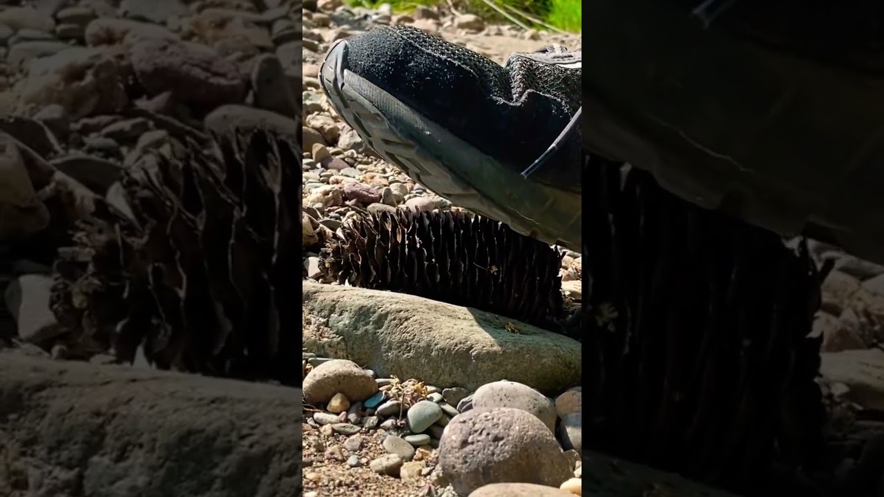 Crunchy pinecone #sounds #asmr