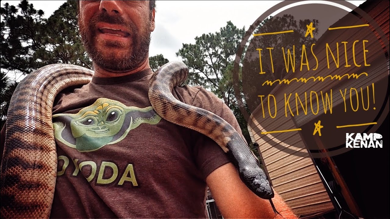 Bye Bye Black-headed Python!