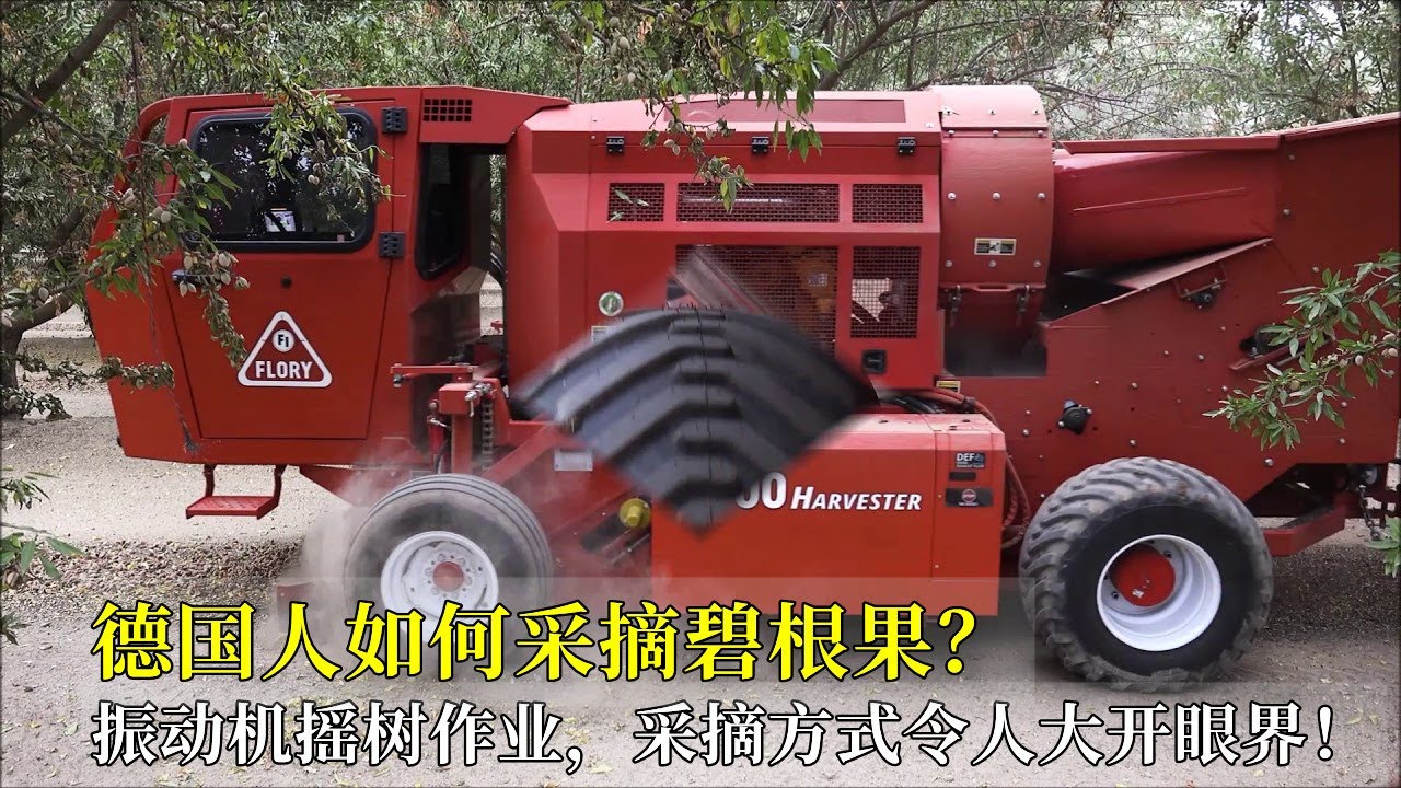 德國人如何採摘碧根果？振動機搖樹作業，採摘方式令人大開眼界！
