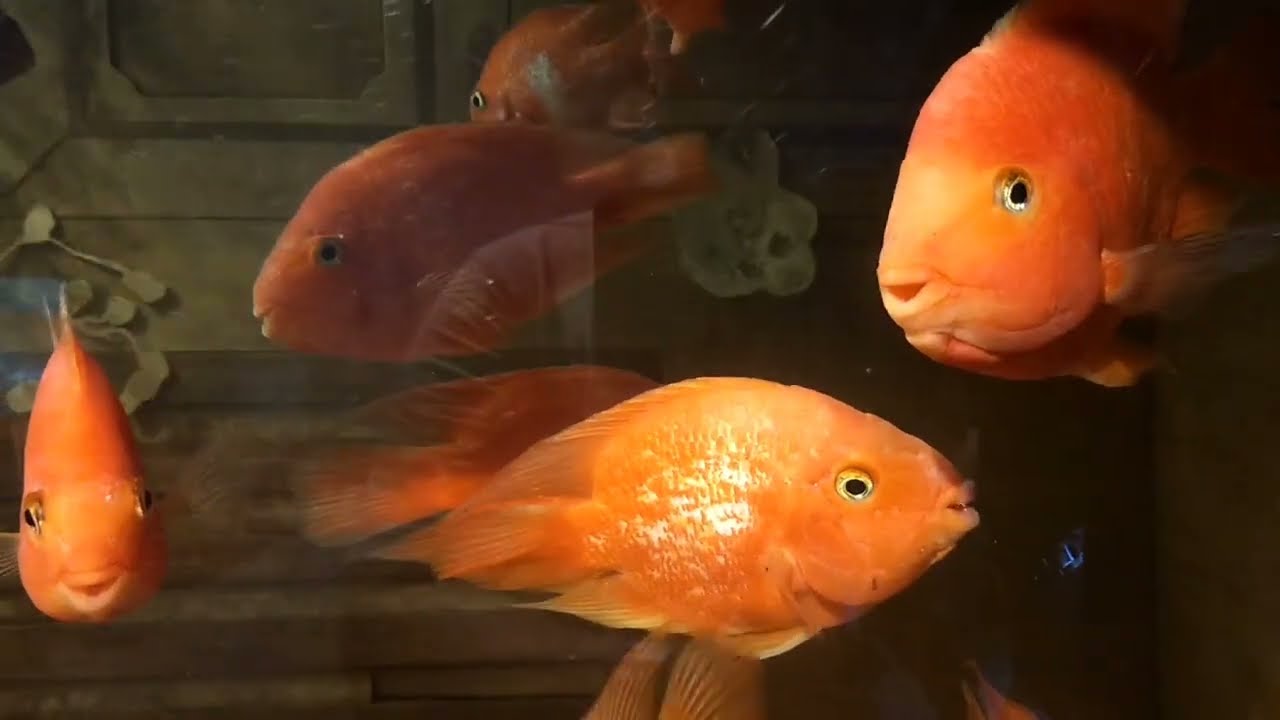 Komtar The Top Boutique Aquarium精品水族館