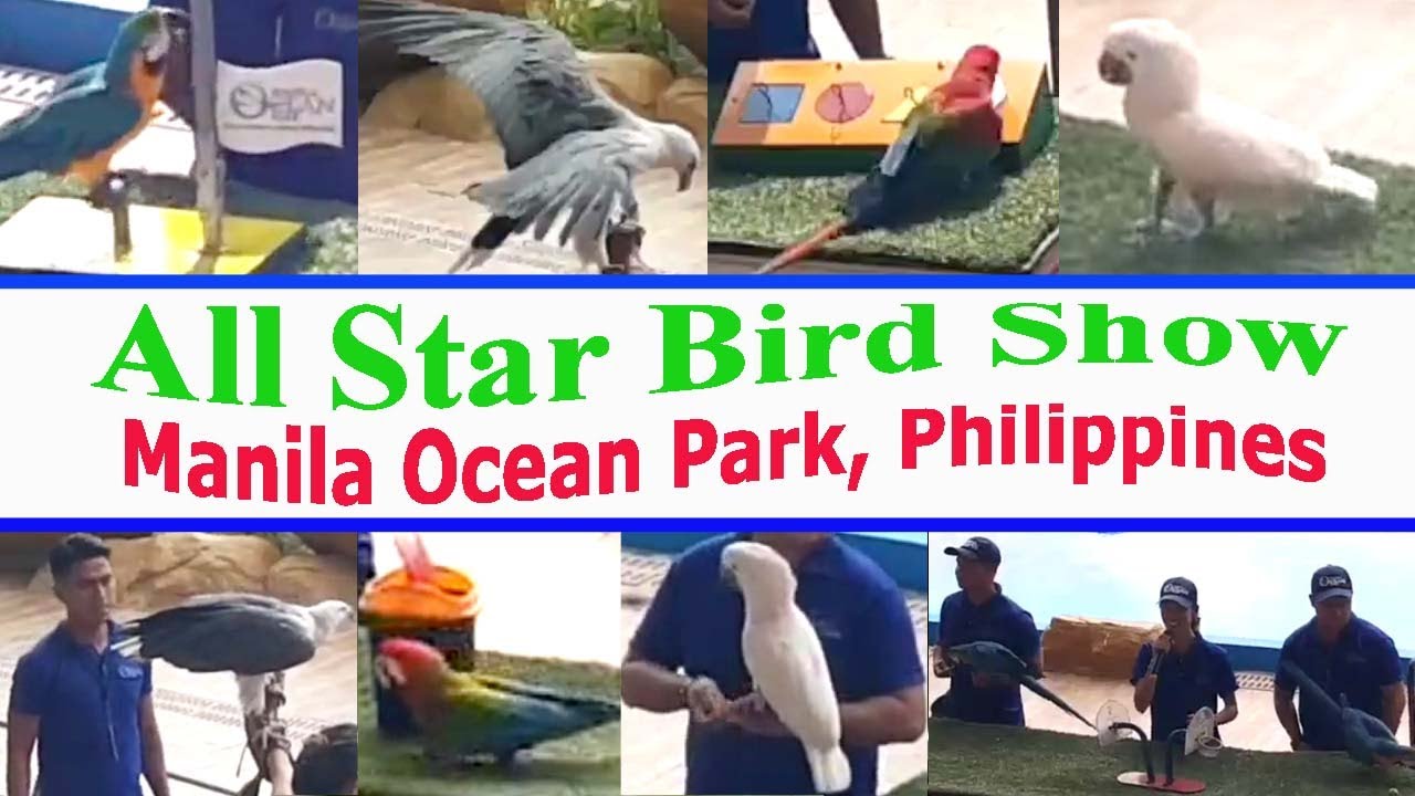All Star Bird Show at Manila Ocean Park Philippine l Bird Show l Travel Destinations l Sightseeing