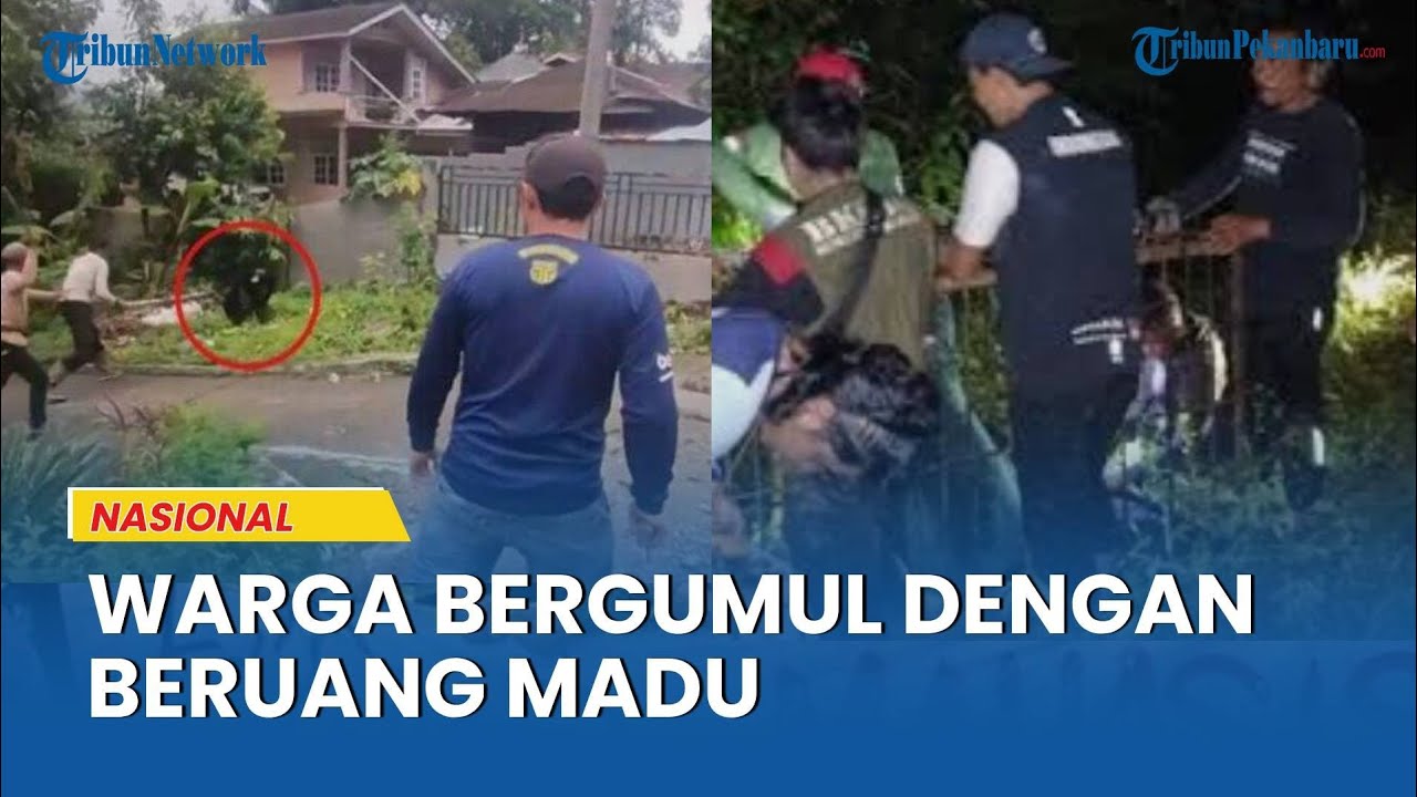 Beruang Madu Serang Warga Pasaman Barat, dan Seorang Petugas BKSDA