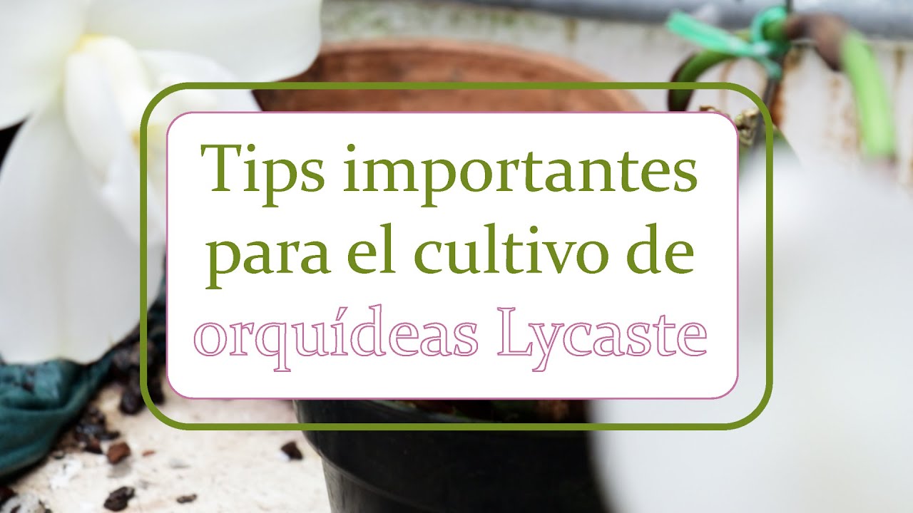 Tips importantes para el cultivo de orquídeas Lycaste | Alma del bosque