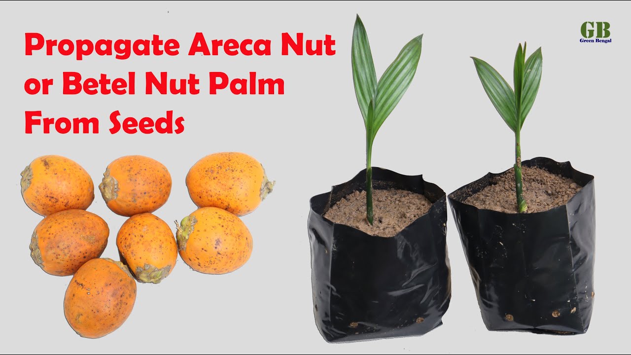 How to Propagate Areca Nut or Betel Nut Palm from Seeds (With Update)