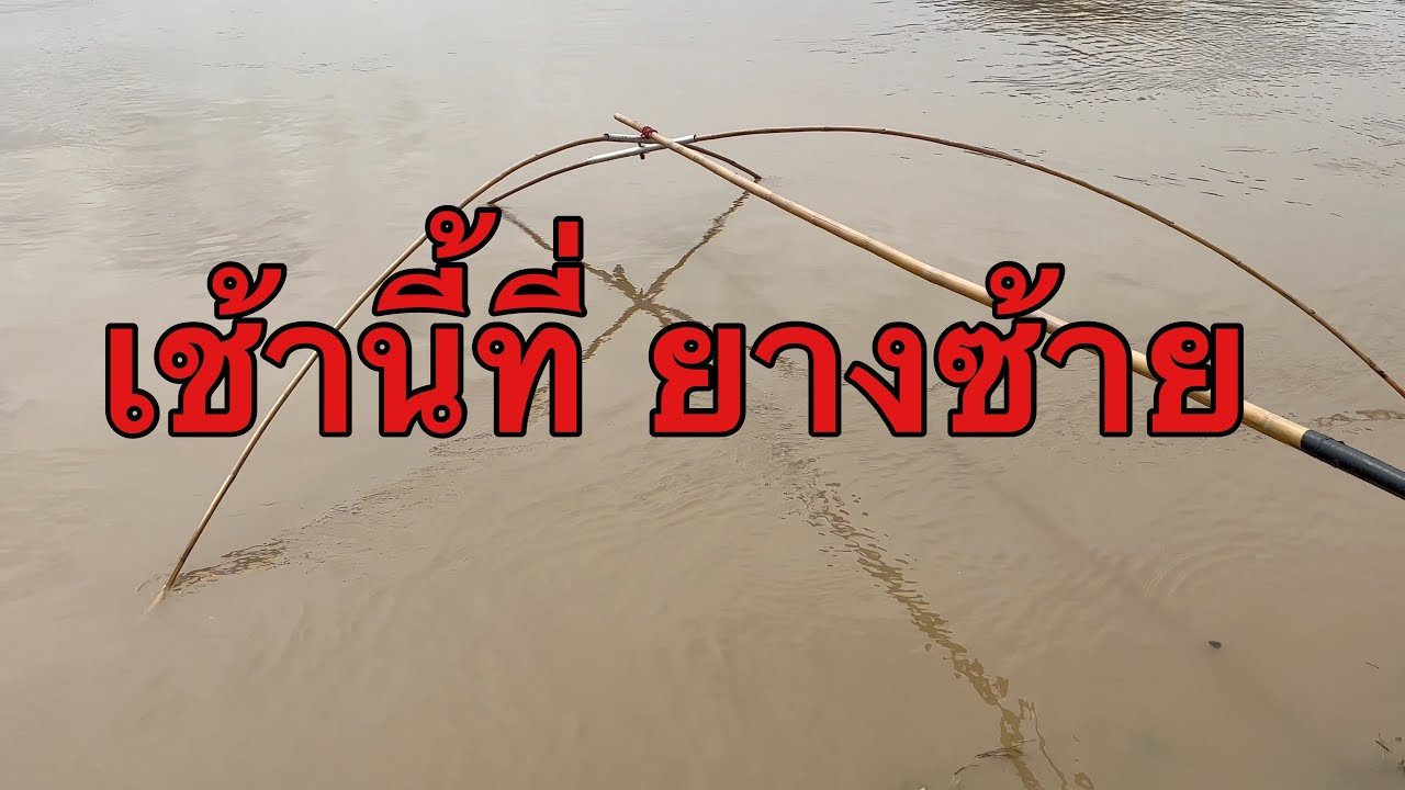 ยกยอEp781  เช้านี้ที่ยางซ้าย Sukhothai style