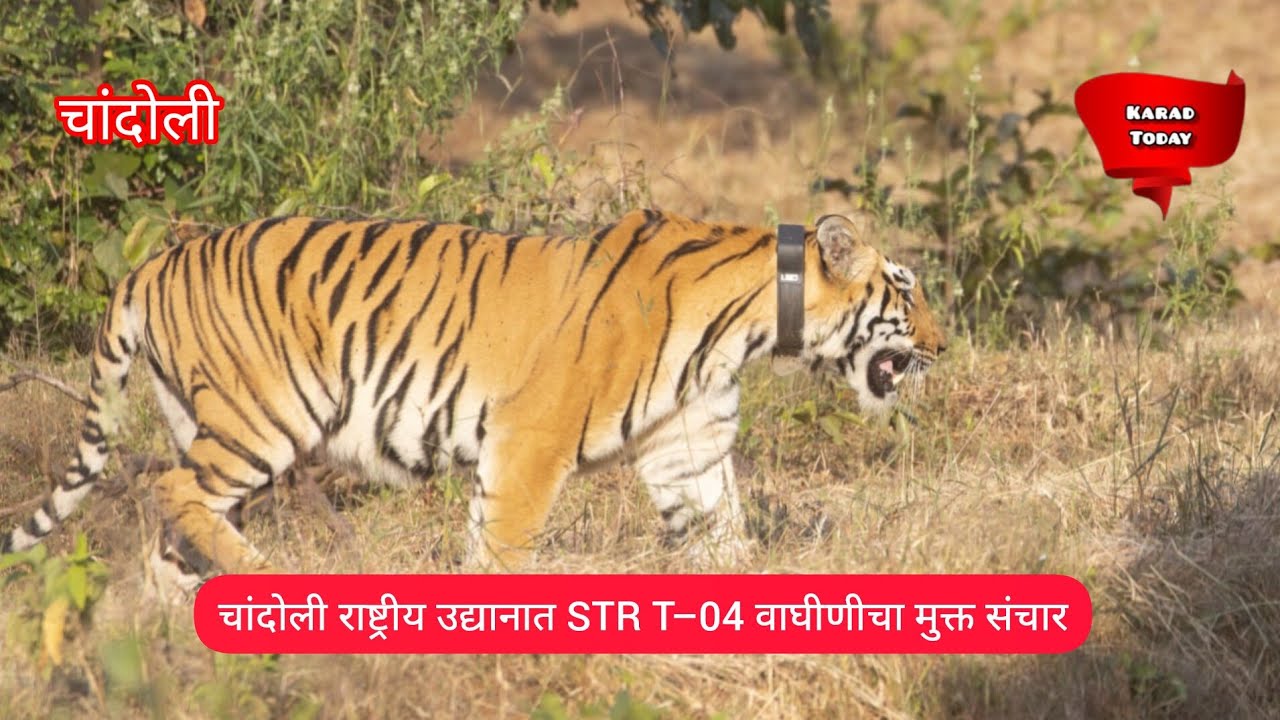 चांदोली राष्ट्रीय उद्यानात STR T&ndash;04 वाघीणीचा मुक्त संचार | #chandoli #tigress #sahyadritigerreserve