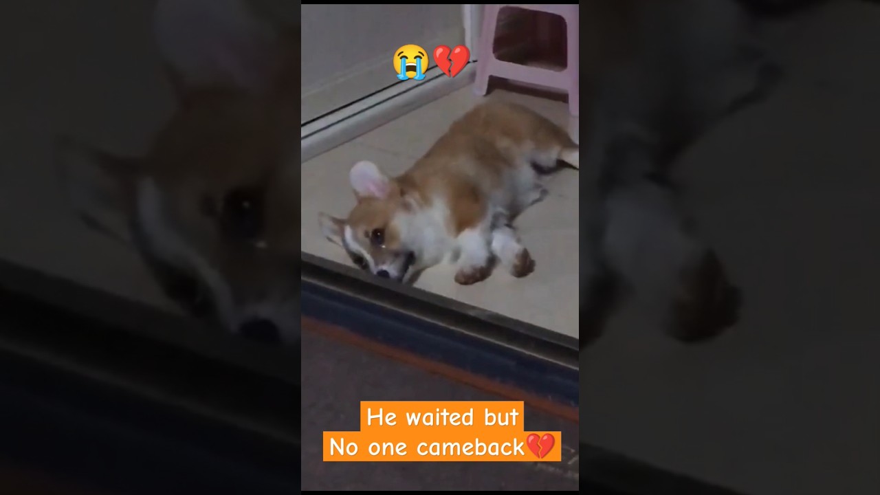 CORGI LEFT BEHIND BY OWNER 😭💔#corgi #dogshorts #dog #puppy #shorts #cutedogs #petshorts