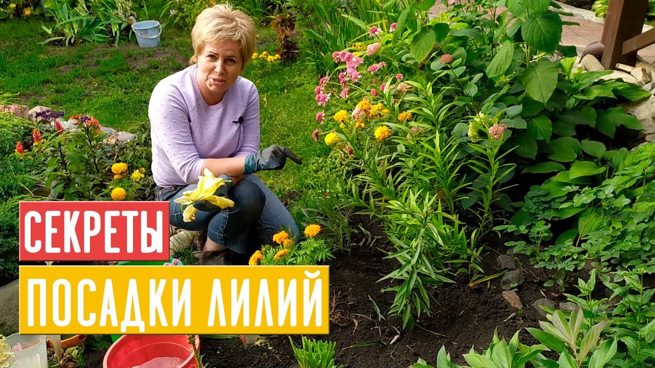 САЖАЕМ ЛИЛИИ 🌺 Особенности летней и осенней посадки / Садовый гид