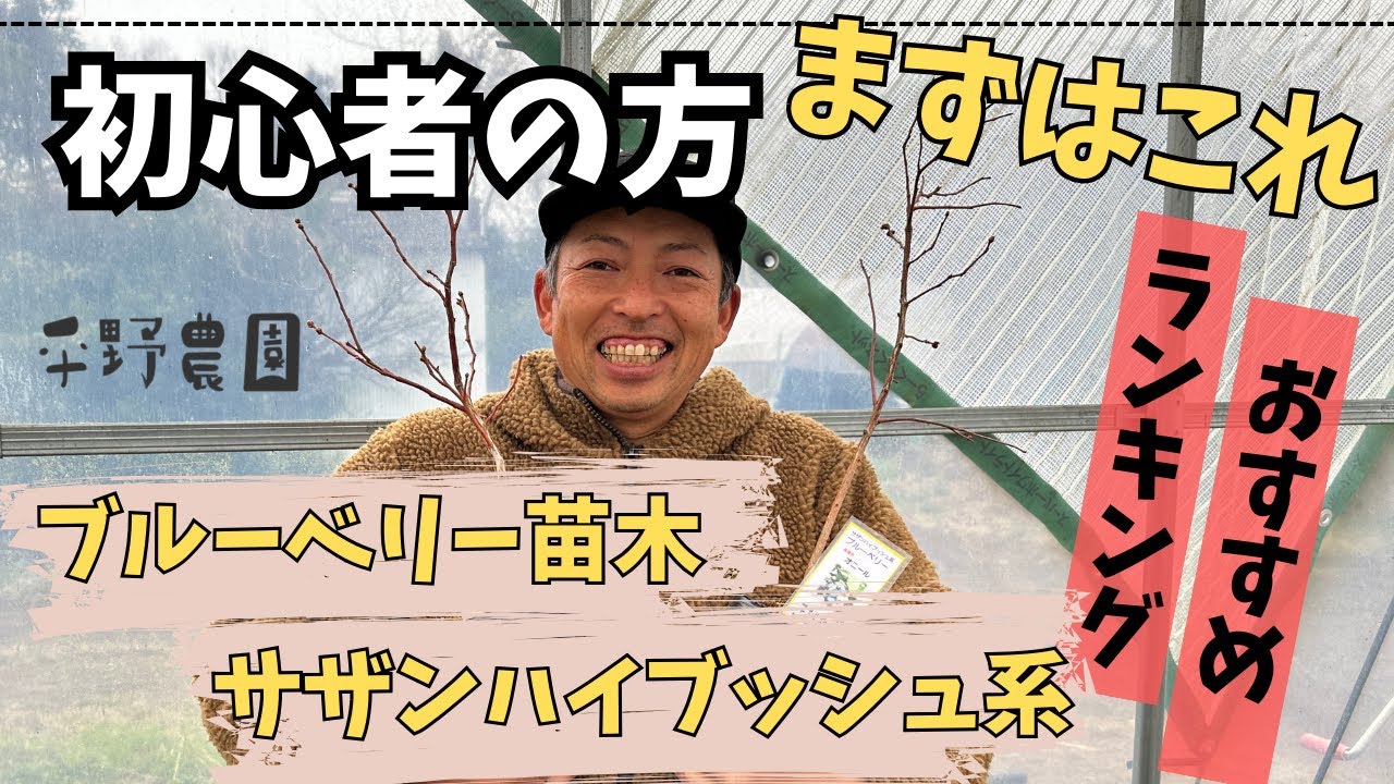 【おすすめランキング】平野農園がおすすめするブルーベリー苗木　サザンハイブッシュ系のランキングです