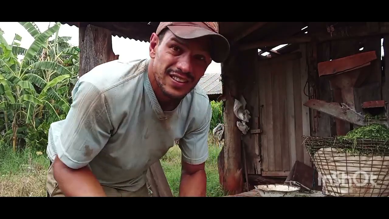 Fui cortar capim açu pras minhas vacas e moer no triturador 