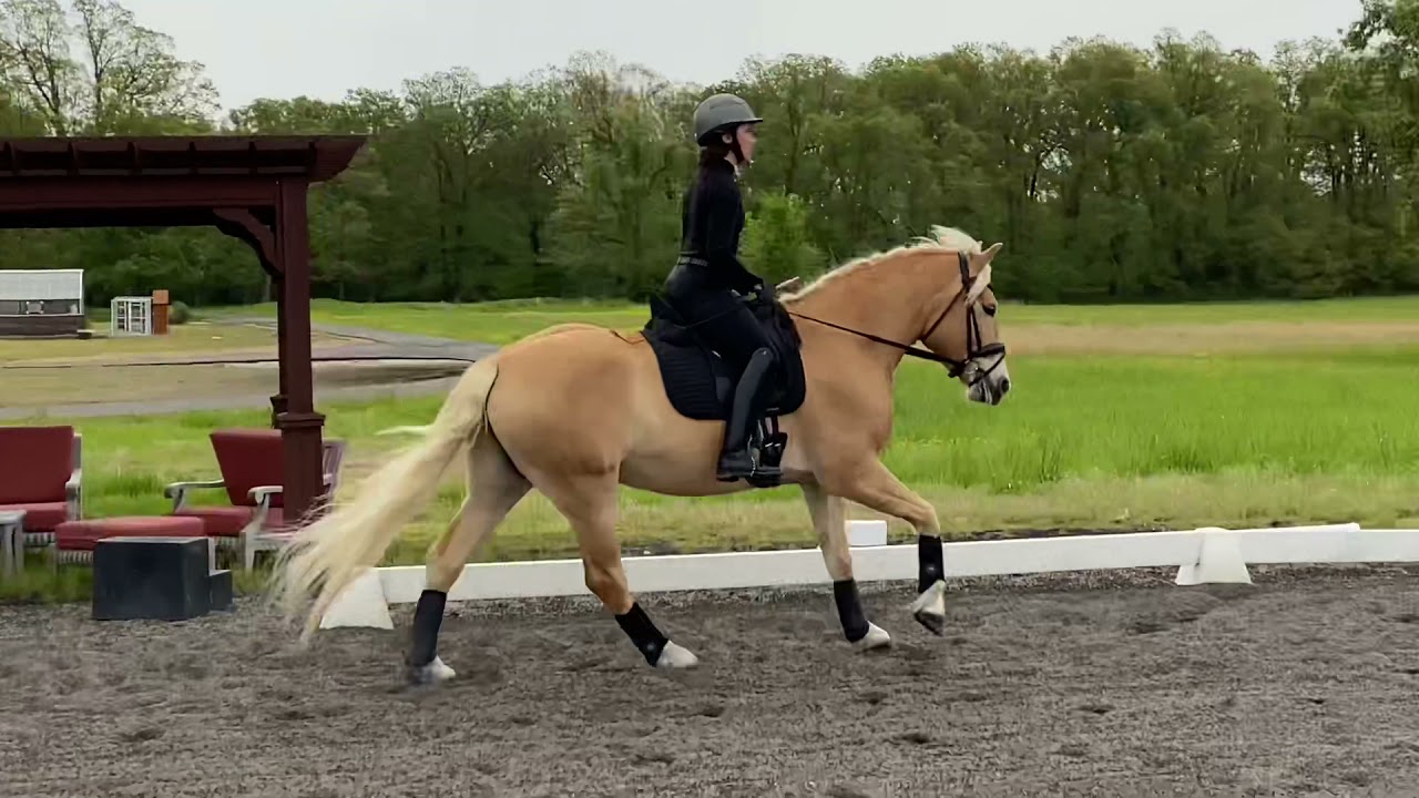 2017 Haflinger Sporthorse Gelding