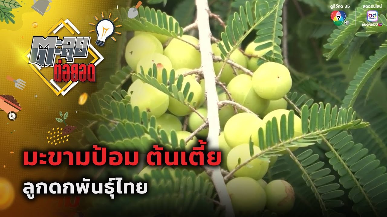 มะขามป้อม ต้นเตี้ย ลูกดกพันธุ์ไทย | ตะลุยต่อยอด