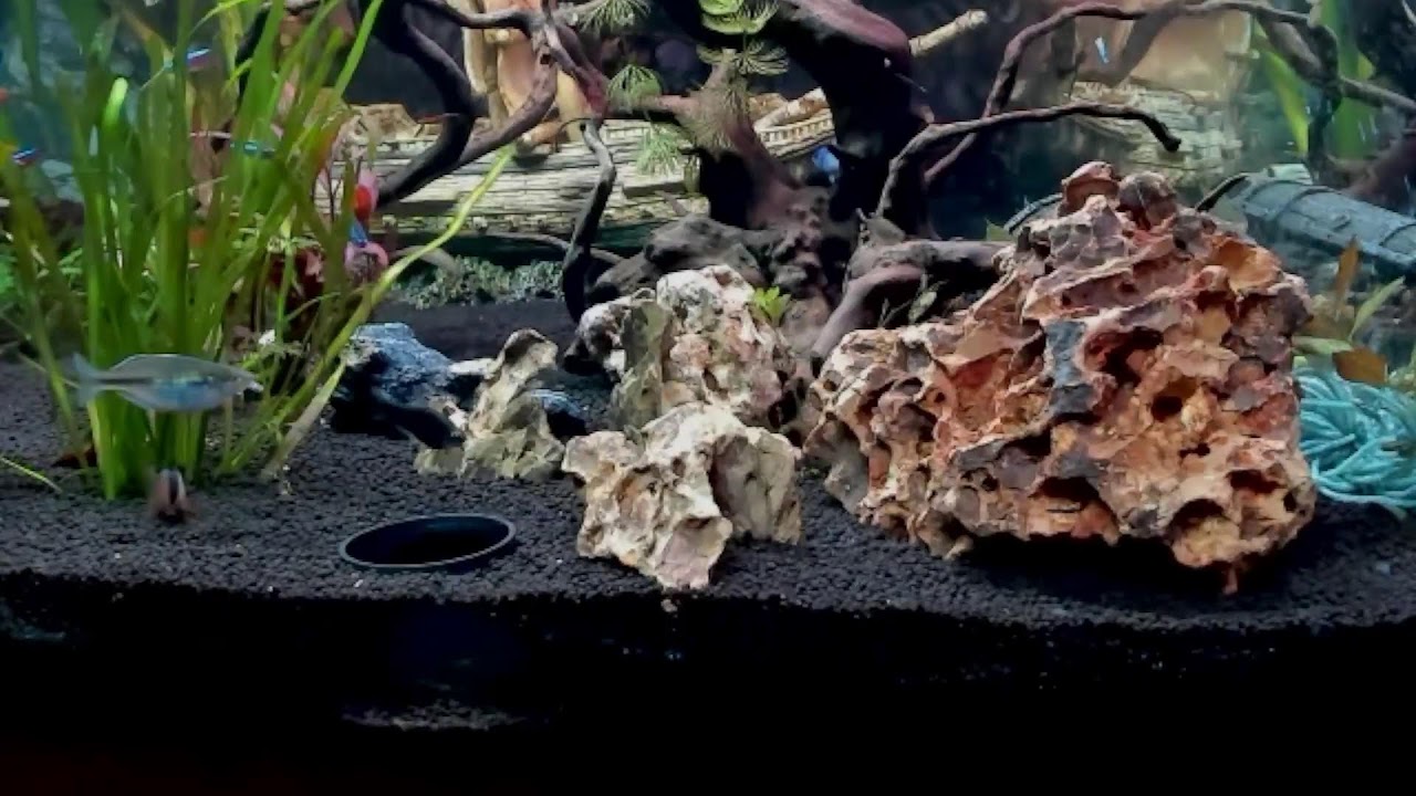 feeding my tropical fish live
