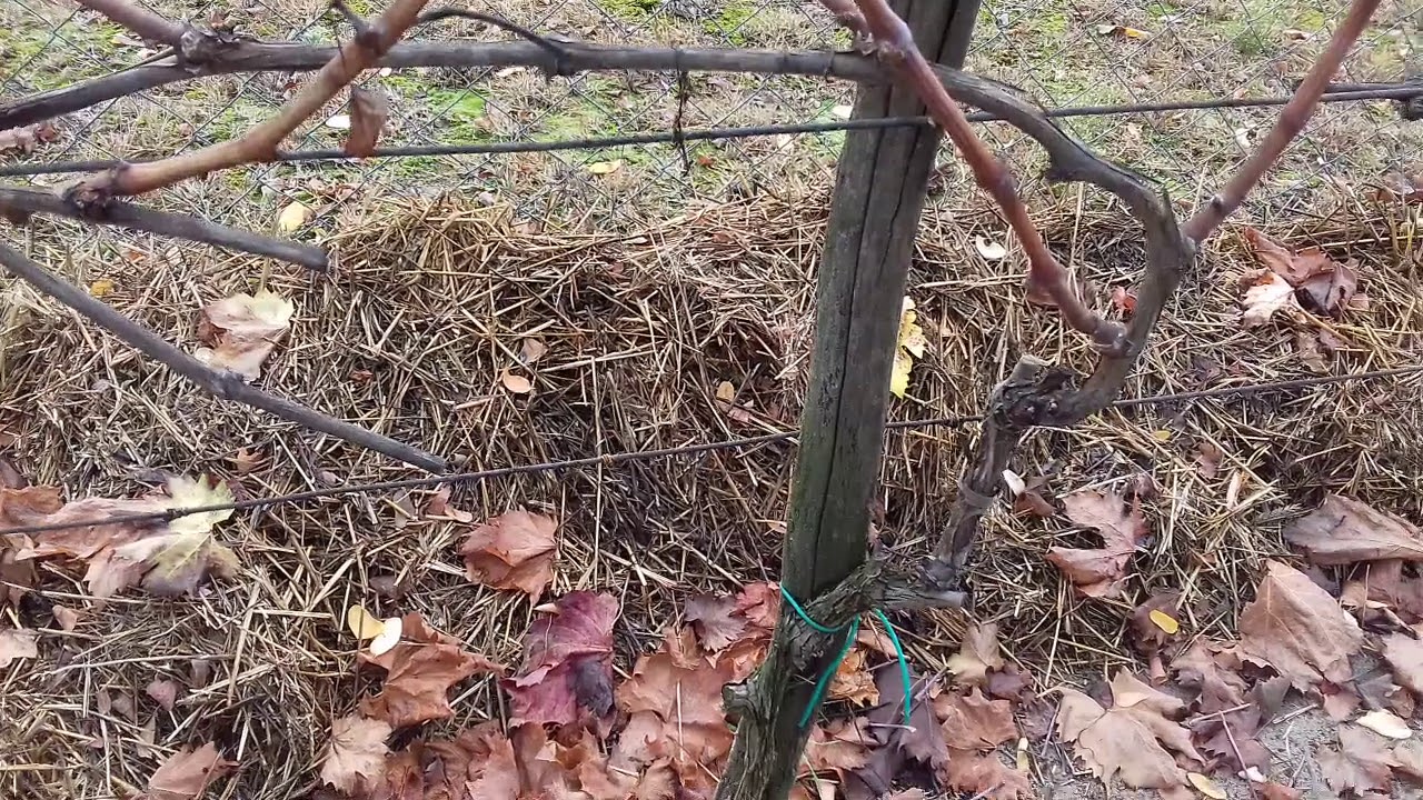 Metszés tervezés -  tőketerhelés - oltások - 2019