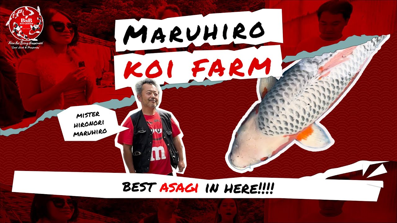 BNB KOI FARM VISIT MARUHIRO KOI FARM, BEST ASAGI QUALITY