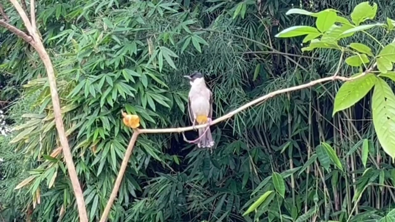 SUARA BURUNG KUTILANG GACOR FULL ISIAN JUARA UNTUK MASTERAN KUTILANG, MUDAH DITIRU SEMUA KUTILANG 4
