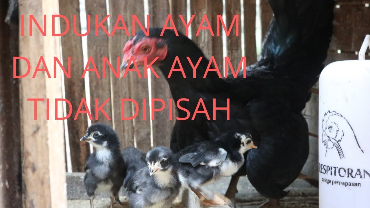 Anak ayam yang baru menetas di satukan dengan induknya