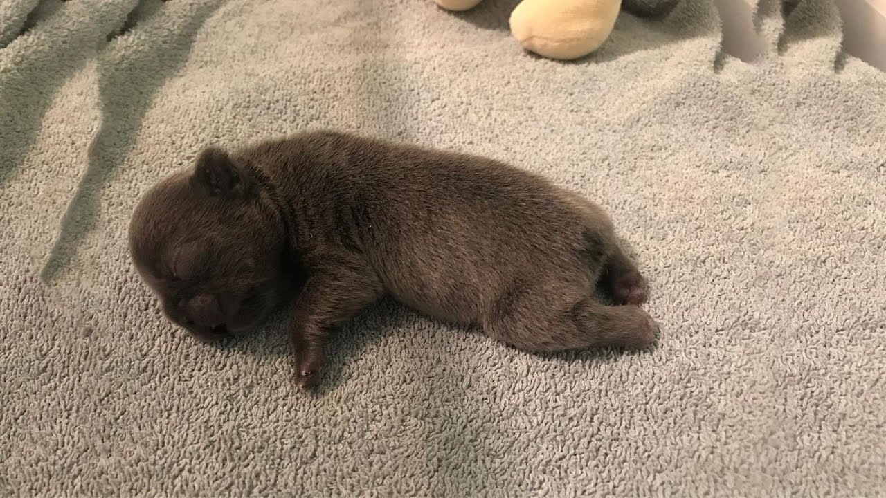 Abandoned NewBorn Puppy Because CleftLip and Palate Grow Up to Handsome Boy