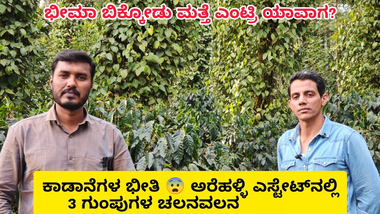  ಜೂನಿಯರ್ ಕರಡಿ ಯಾರು ? ಪ್ರತಿ ದಿನ 40ಕಾಡಾನೆಗಳು ಎಸ್ಟೇಟ್‌ಗಳಿಗೆ ನುಗ್ಗುತ್ತಿರುವ ಭಯಾನಕ ಸ್ಥಿತಿ