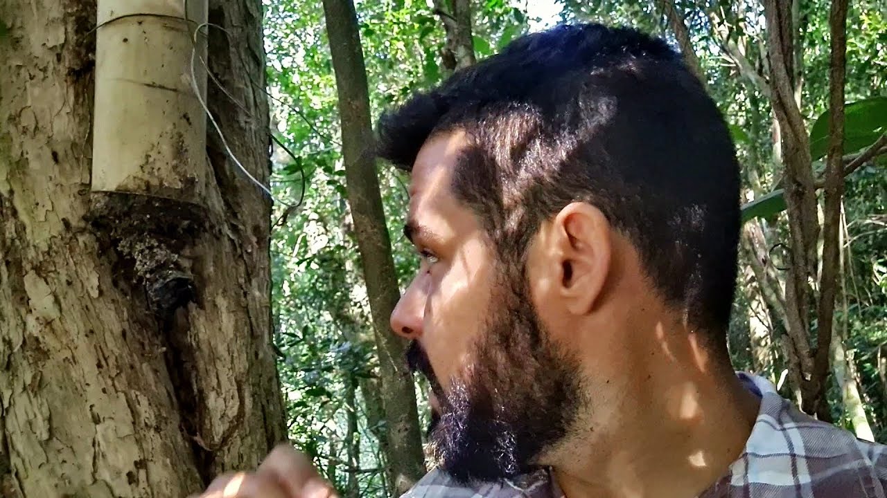 MANDAÇAIA NA ISCA - CONFERINDO ENXAMES NA MATA