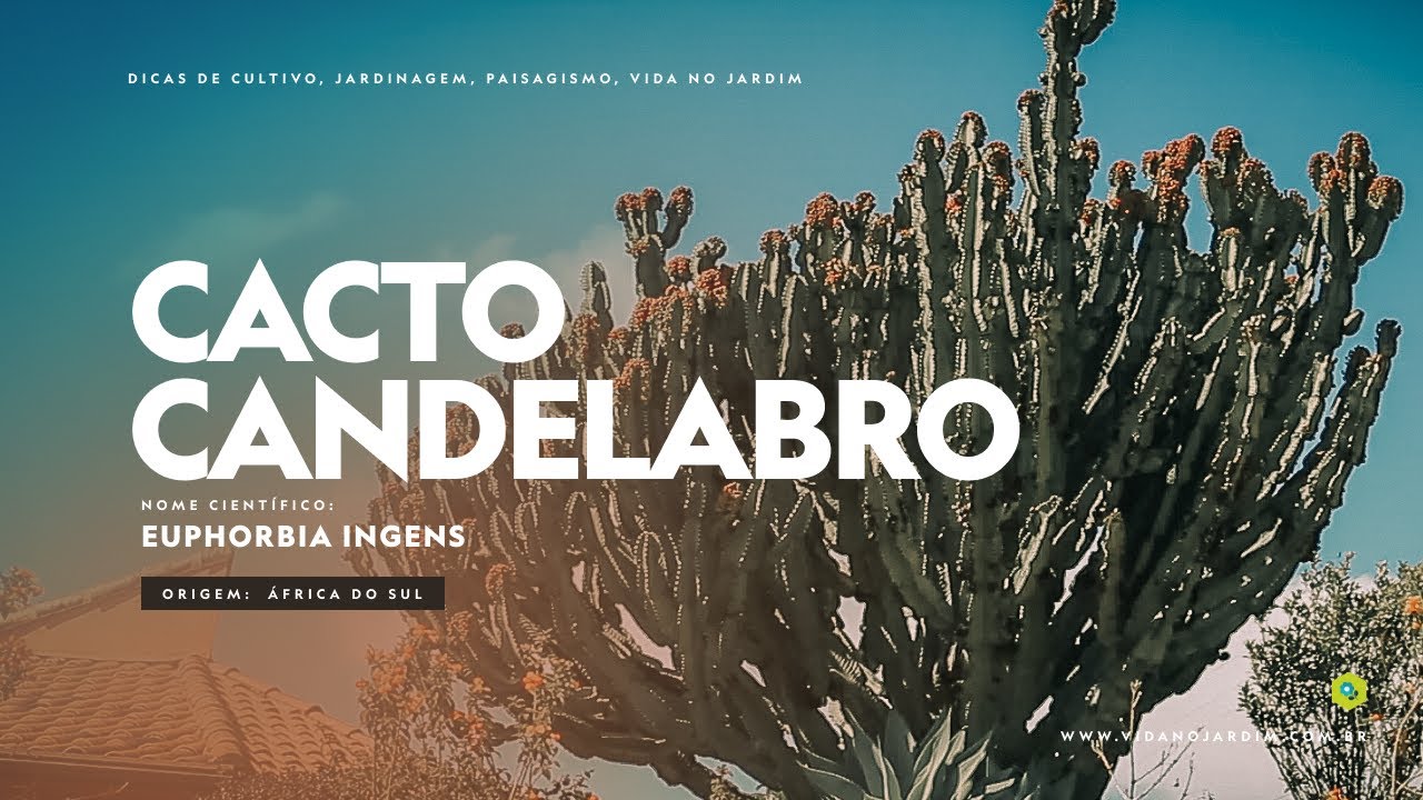 CACTO CANDELABRO