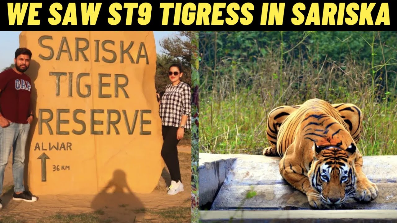 Sariska Tiger Reserve Jungle Safari In Personal Car - We SAW ST9 TIGRESS, WATCH THIS & SAVE 6000 RS