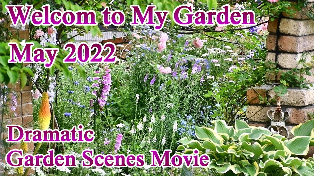 【最盛期の庭】優しい花色であふれる庭*短編庭動画作り/ガーデニング/Dramatic Garden Scenes Movie
