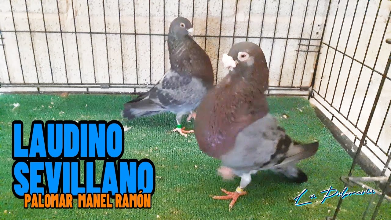 Laudino Sevillano | 04 Palomar Manel Ramón