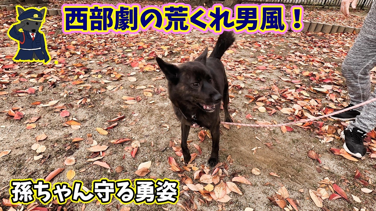 【西部劇風】甲斐犬いっちゃんと孫ちゃんの勇敢な守り合い！柴犬登場に緊張の瞬間　西部の荒くれ男バージョン　甲斐犬いち