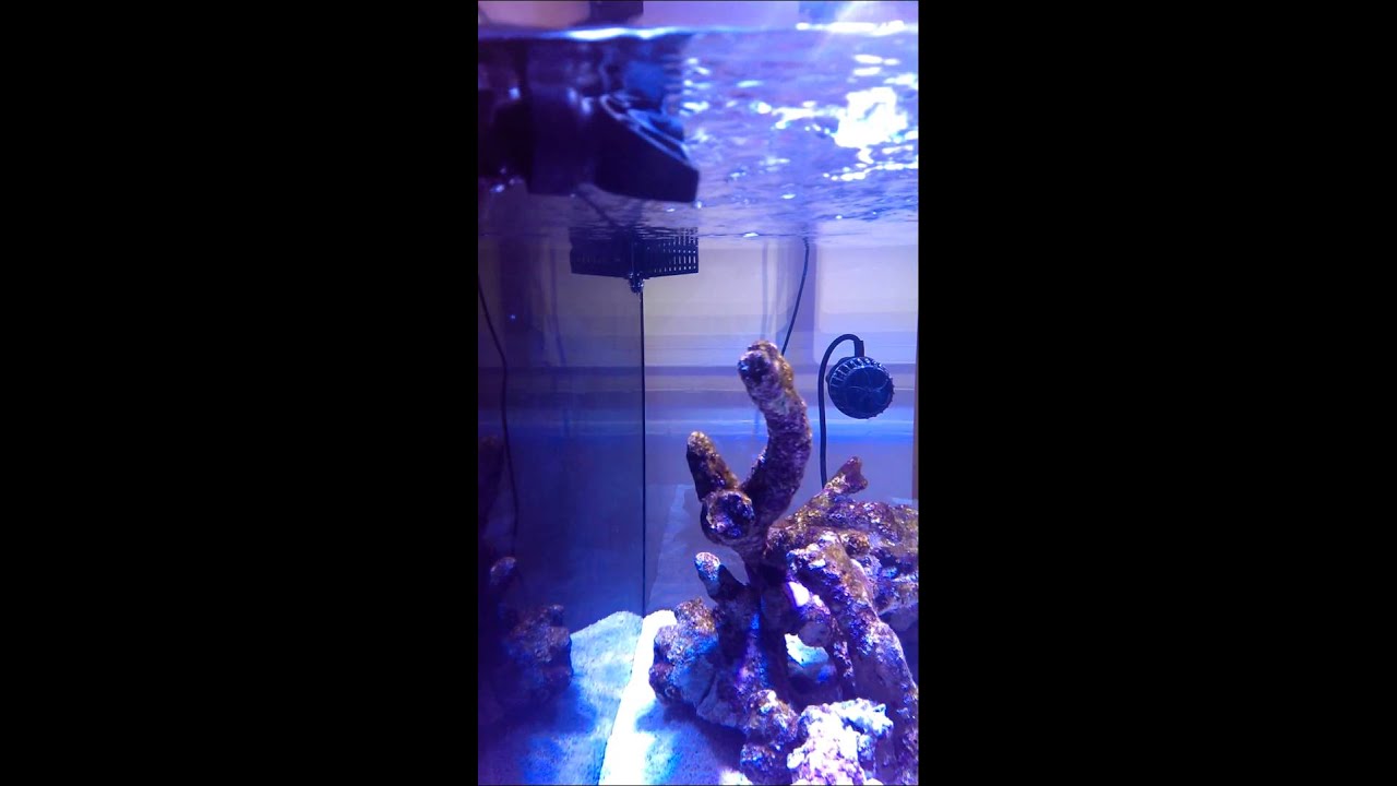 TMC Signature Tank