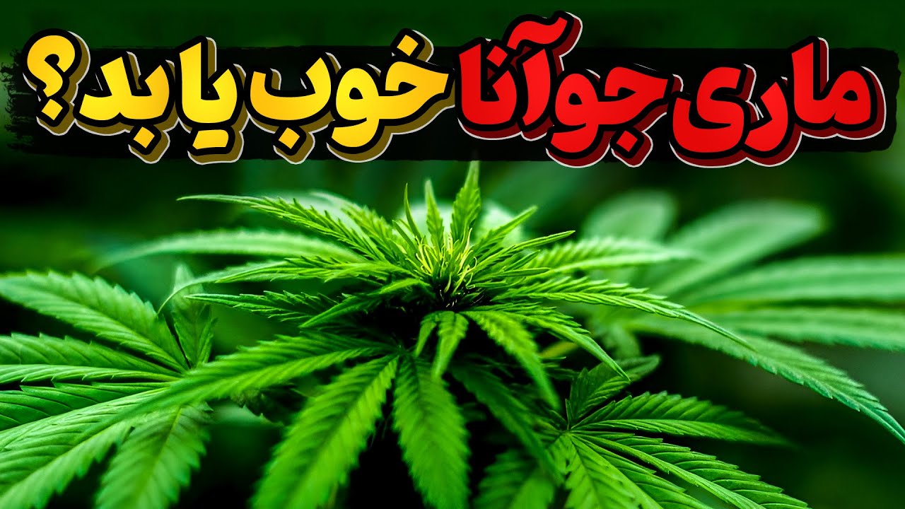 ماری جوانا و محصولات بدست آمده از آن، خوب است یا بد؟