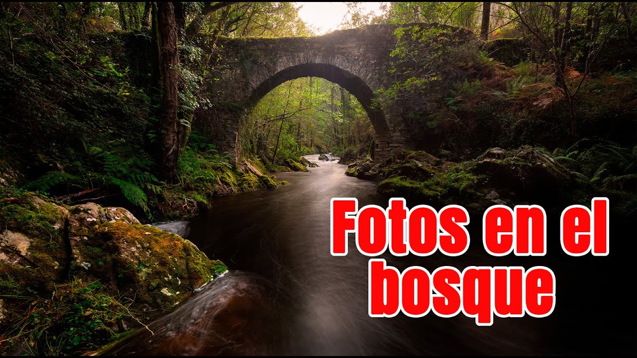 haciendo fotos en el bosque - Fotografía de Naturaleza #fotografia #nikon #Canon #sony