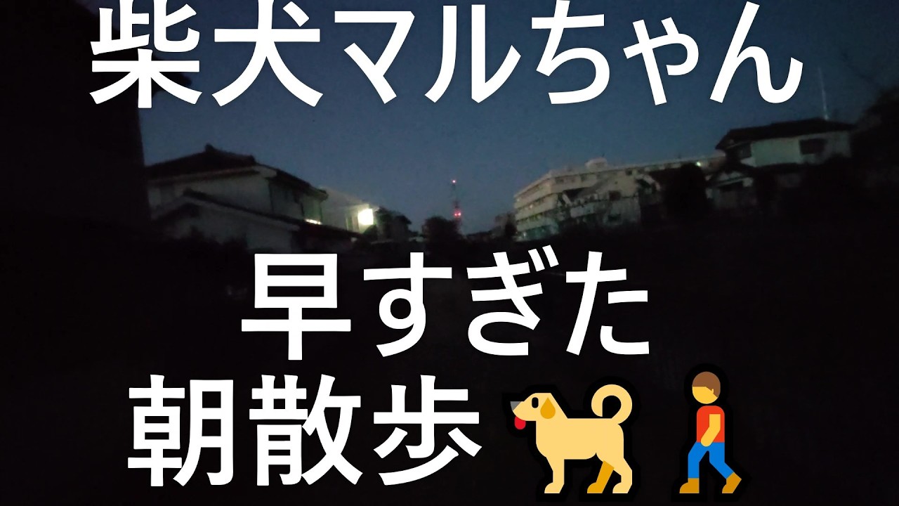 柴犬マルちゃん　早すぎた朝散歩😳　真っ暗だね～😂　It was a too early morning walk and it's pitch black!　#shibaInu Maru-chan