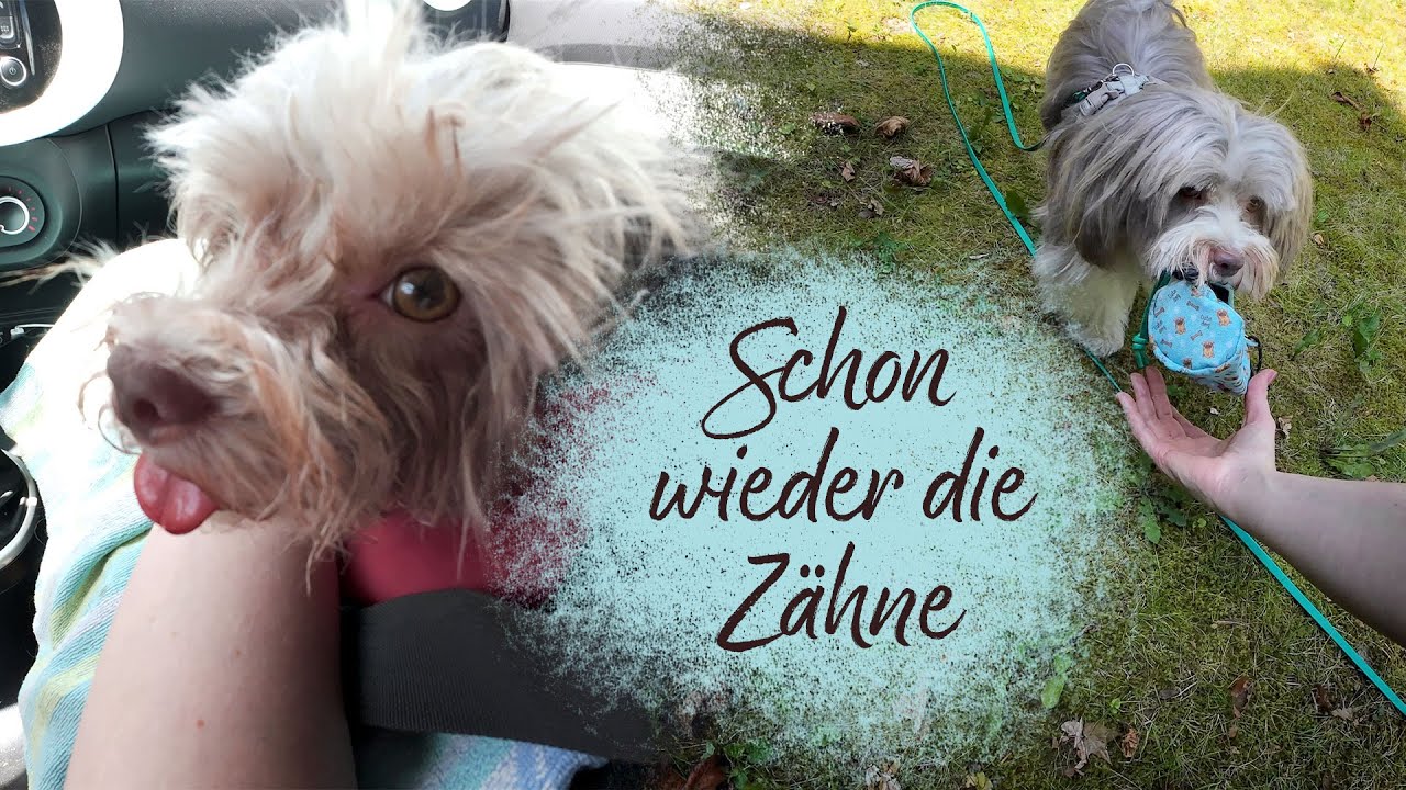 Die zweite OP in diesem Jahr - Hundealltag mit Havaneser