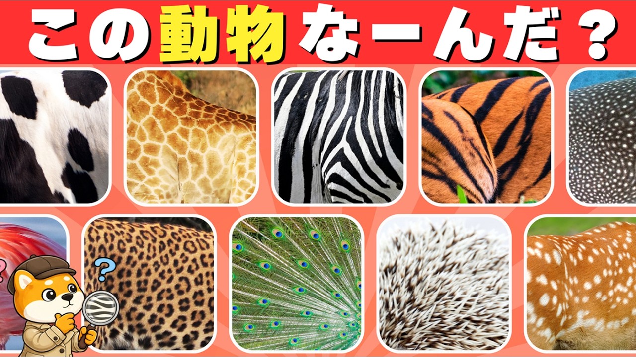 【動物クイズ】この模様の動物は何？キミの観察力で全30問を完全攻略！