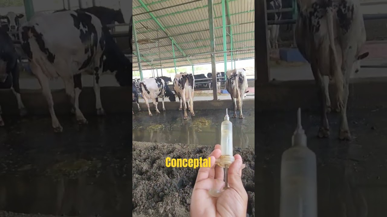 #injection #conceptal#treatment #cow#cow videos#bakra #viral #ytshorts