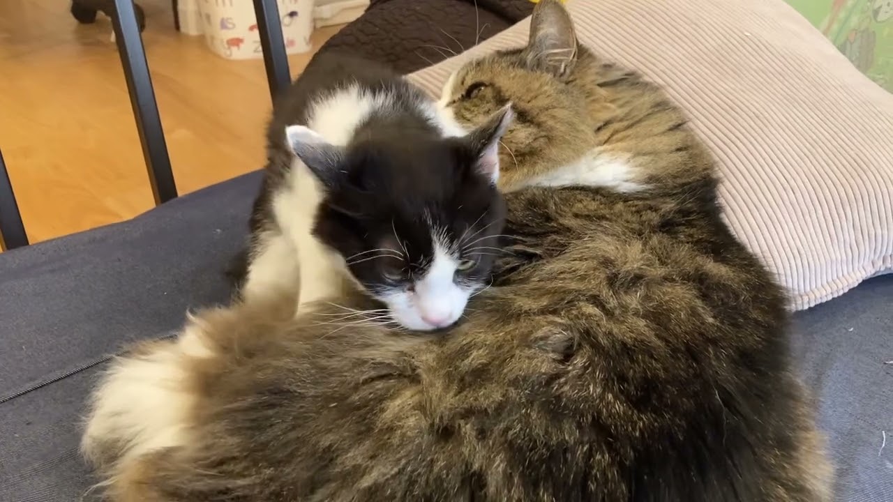 ほーちゃんがふぁーたんでモミモミしてた（！！）