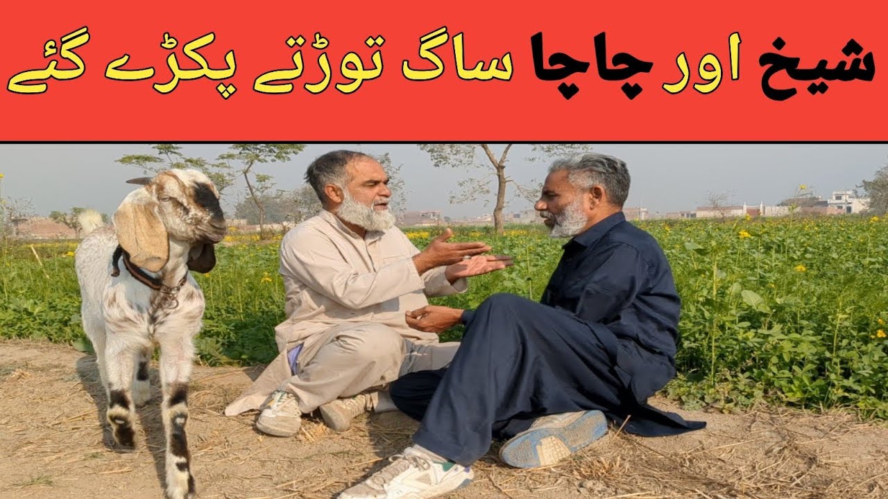جس کا کام اسی کو ساجھے،ساگ توڑنا مصیبت بن گیا
