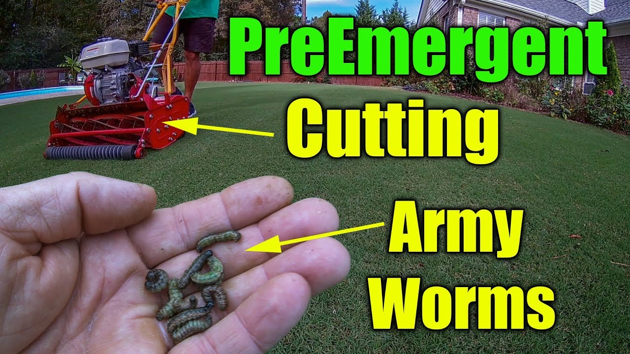Fall Bermuda Grass - Cutting - Army Worms - Pre-Emergent
