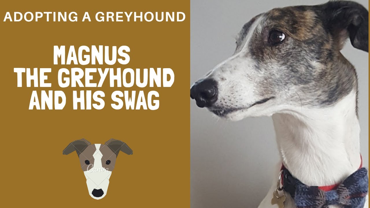 Adopting a Greyhound - Magnus and his stuff