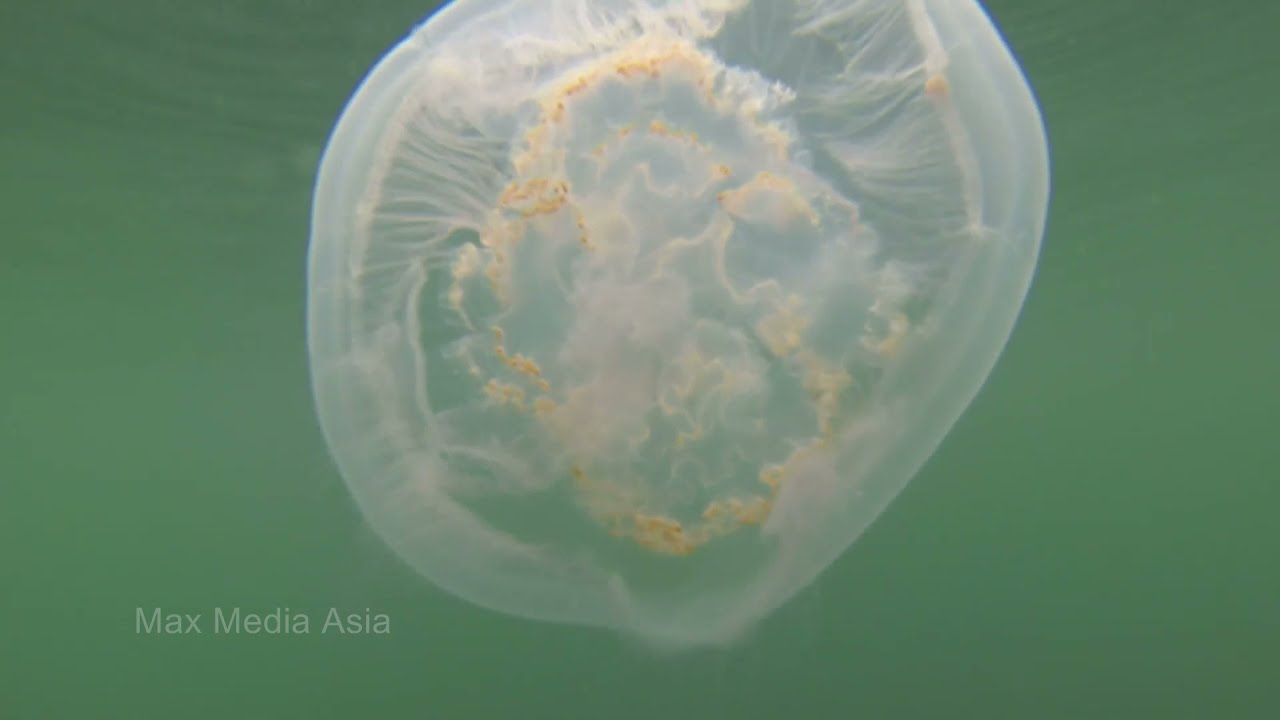 Japan Ryukyu Islands  Jellyfish
