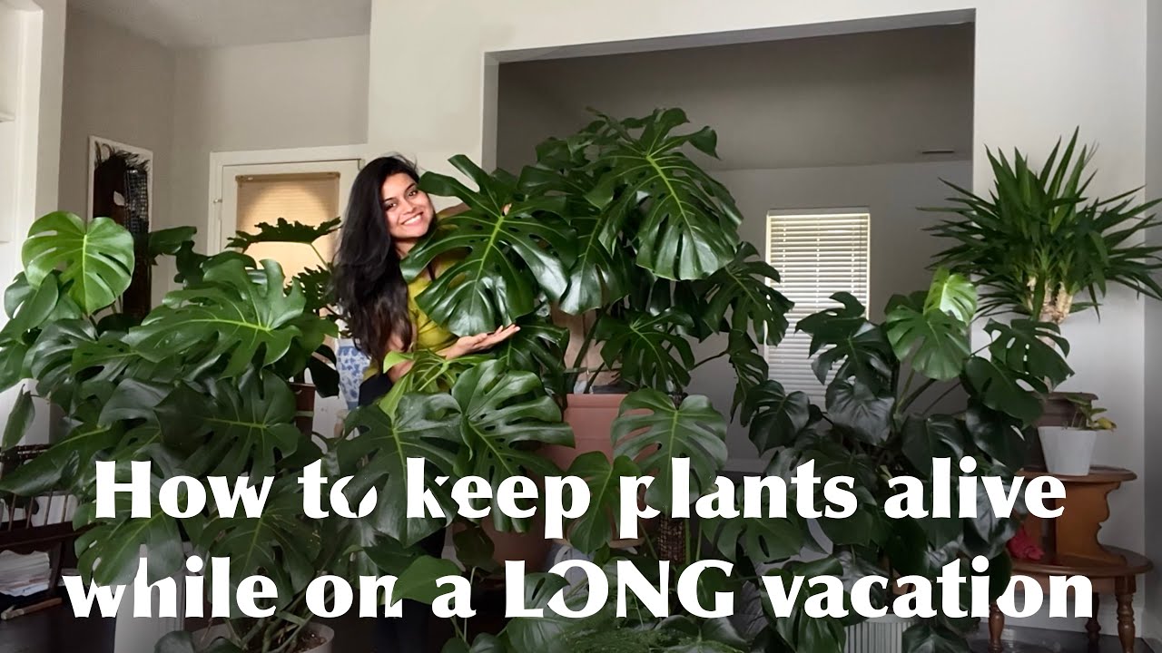 HOW TO KEEP PLANTS ALIVE WHILE ON A VACATION OVER 2 MONTHS | NO MESS |100% SUCCESS | @beyondshaya
