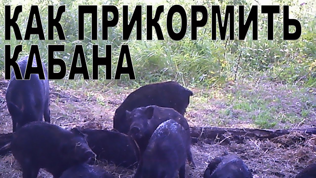 как прикормить кабана